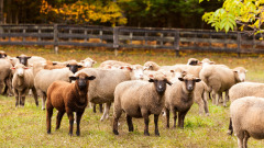 10只馋嘴羊将10万元巨款吃进肚子(图)