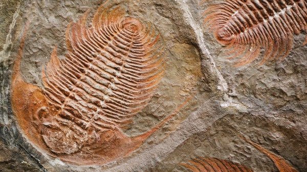 台湾出土5亿年前 三叶虫化石 图 探秘寻真 看中国网 移动版