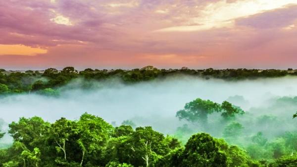 亚马逊雨林的自然景观。