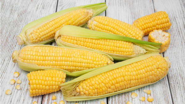玉米能補脾健胃、開胃納食與充飢。