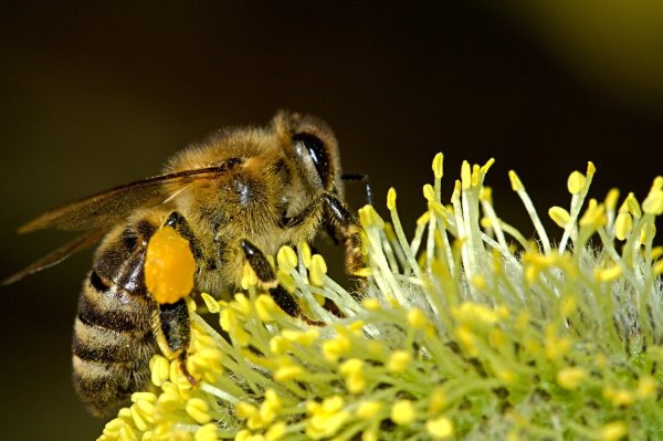 蜜蜂 蜂毒 乳腺癌