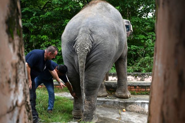 国际兽医在伊斯兰堡的玛格查扎动物园（Marghazar Zoo）对大象“卡凡”（Kaavan）进行了检查，在确定它可以承受搬迁的舟车劳顿后，之后将计划移居柬埔寨。