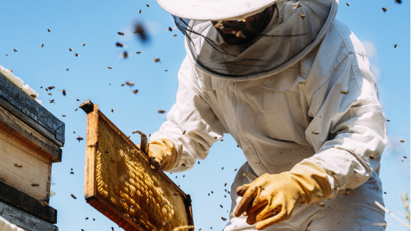 美国非常鼓励家庭养蜂，他们认为蜜蜂对城市生态或景观起到很大的促进作用。