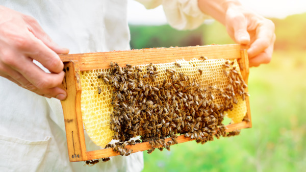 疫情下愈来愈多人更热衷养蜂，成为快乐的“养蜂人”。