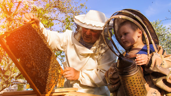 家庭养蜂老少都可以加入参与。