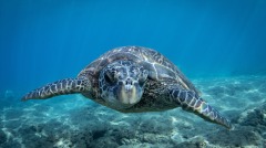 善有善報巨龜報恩洗滌眾人心(圖)