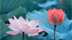 人为什么要行善(组图)