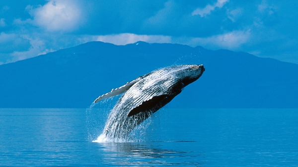 座头鲸以其跃出水面姿势、超长的胸鳍与成年雄鲸复杂的叫声而闻名。全世界各大海洋都有座头鲸的踪迹，是赏鲸者的最爱之一。