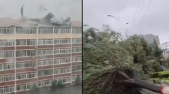 “美莎克”强风暴雨袭吉林吹翻屋顶大树连根拔起(视频图)