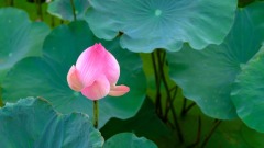 圣人的施舍(图)