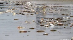 海岸线1周内出现大量死鱼绵延4公里数量不断增加(图)