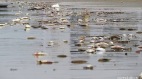 海岸線1週內出現大量死魚綿延4公里數量不斷增加(圖)