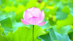 高僧迎刀以了宿怨超度廟神以了前諾(圖)