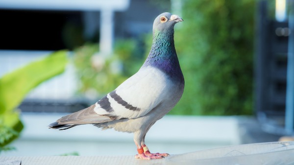 澳洲墨尔本出现戴着美国脚环的鸽子。