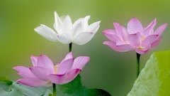 千古佳话：三圣堂(图)