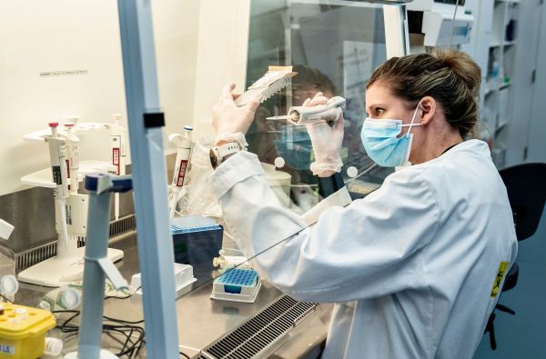 2021年1月15日，丹麥奧爾堡大學的一名研究人員站在安全屏幕後篩選和分析所有陽性的丹麥冠狀病毒樣本。