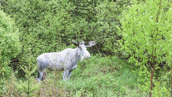 摄影师在瑞典拍到白色驼鹿，画面非常梦幻。