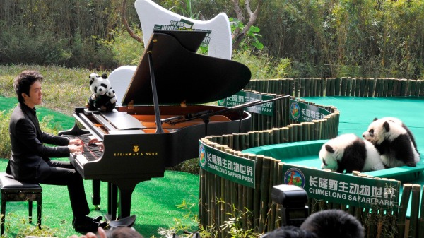 2014年12月15日李雲迪在廣州為世界上唯一的三胞胎大熊貓彈鋼琴。