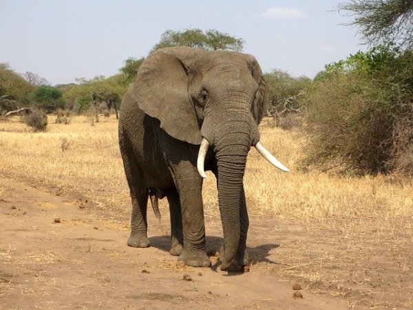 大象园里有来自不同地区的大象。（示意图/ajoheyho/Pixabay）