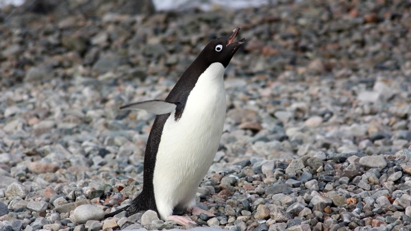 阿德利企鹅（Adélie penguin）