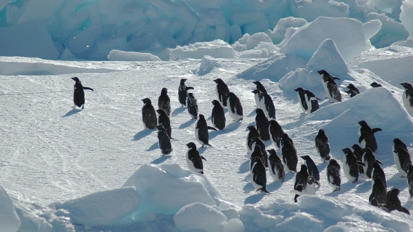 阿德利企鹅主要生活在南极。