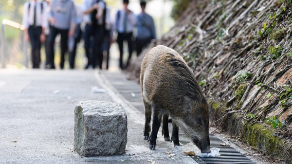 图为香港仔公园内出现的野猪。（图片来源：Getty Images）