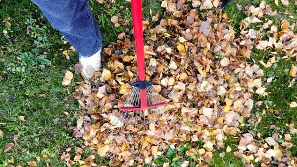 現在是落葉的季節，如果居民處理樹葉「不當」，可能會被罰款。