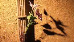 人生的大智慧：难得糊涂(图)