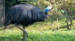 世界上最危險的鳥類：腳爪如匕首(圖)