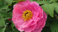 牡丹花仙子的神話傳說(圖)
