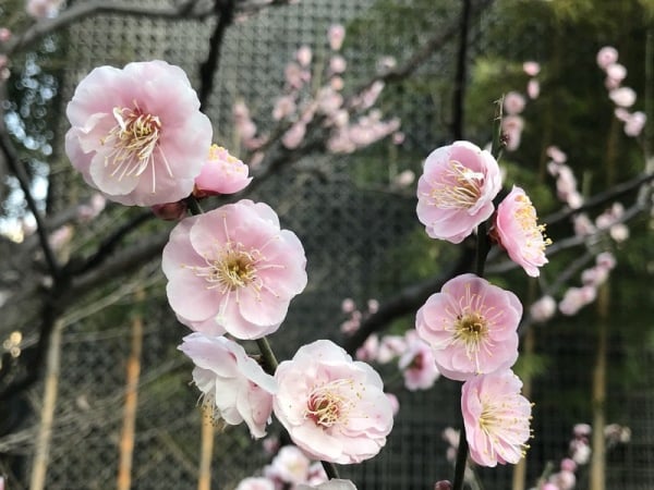 日本上千年“花见文化”赏梅才是主流