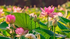 远离疫灾的奇迹(图)