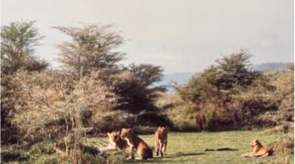 動物遷徙時總有獅子獵豹等尾隨其後。