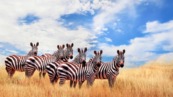 一起走进非洲坦桑尼亚塞伦盖蒂国家公园