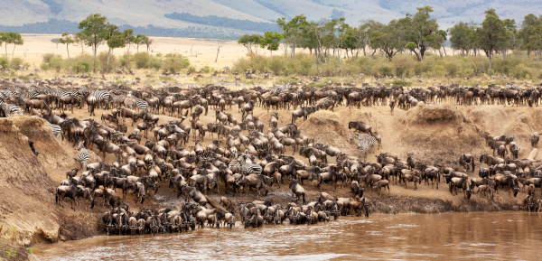 每年超过100万头羚羊、瞪羚和几十万只其它野生动物为寻找水源而进行长达1000公里的循环跋涉，穿越肯尼亚和坦桑尼亚两个国家。