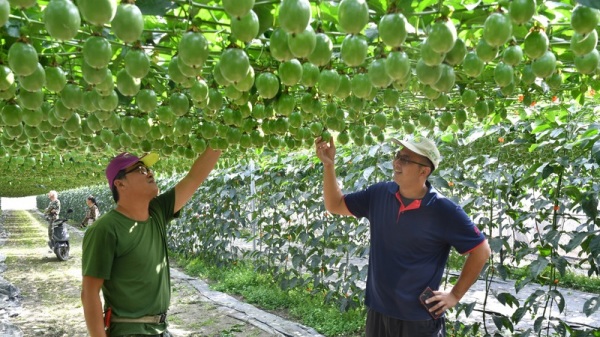 中國政府推出農林22條，要磁吸台灣農林人才及技術。圖為高雄農改場技術研發，讓台灣全年有百香果可吃。