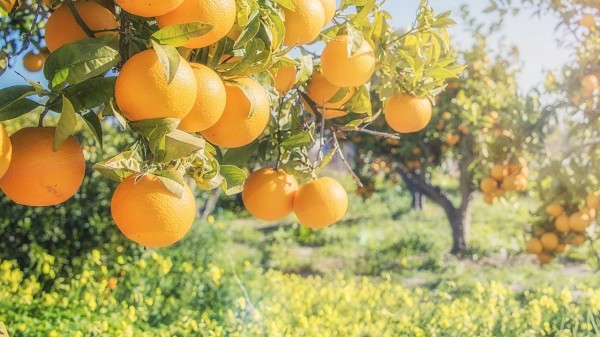 每天要保證水果的分量，例如一個橘子、橙子、蘋果就行了。