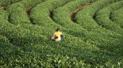 48万一斤天价茶屡禁不止重创茶企茶农(图)