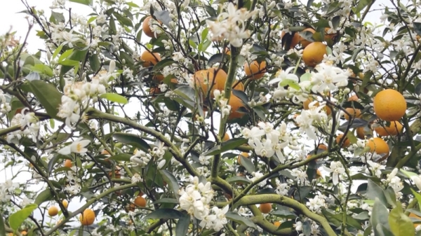 台東特有水果香丁（晚崙西亞橙）日前上市，不少民眾攜家帶眷到果園採果，由於香丁是「二代同堂」的水果，邊採收邊開花，有民眾發現今年的花開得特別茂盛。