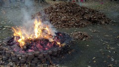 華人小心：在後院燒樹葉後果很嚴重(圖)