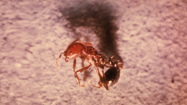 紅火蟻 中國 
