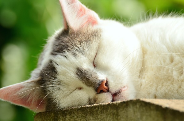 貓貓 睡覺 睡姿 日本