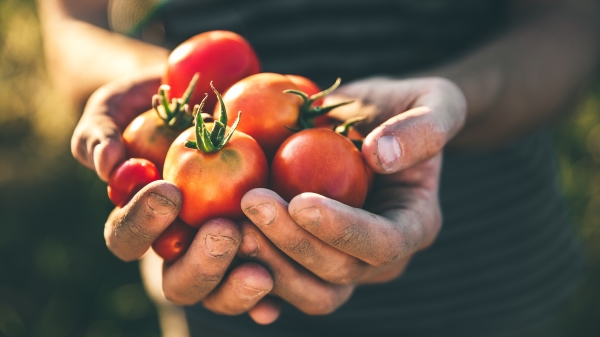 中国番茄产量约占全世界35%，其中新疆维吾尔自治区是高品质的番茄产地。日本知名可果美番茄酱宣布，今年内将停用新疆产番茄作为番茄酱原料，该公司表示，“人权问题是判断的考量之一”。