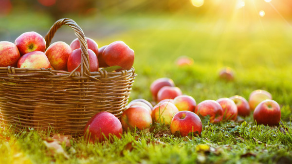 每天吃一個蘋果對身體的好處很多。