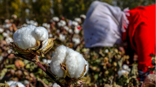 2018年10月，一位工人在新疆採摘棉花