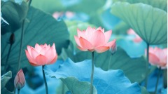 毋需炫耀(图)