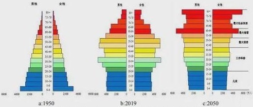 1950年、2019年及2050年中国的人口结构
