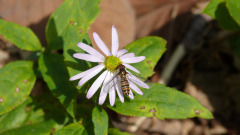 首例奇异病例四只小蜜蜂在她的左眼睑下(图)