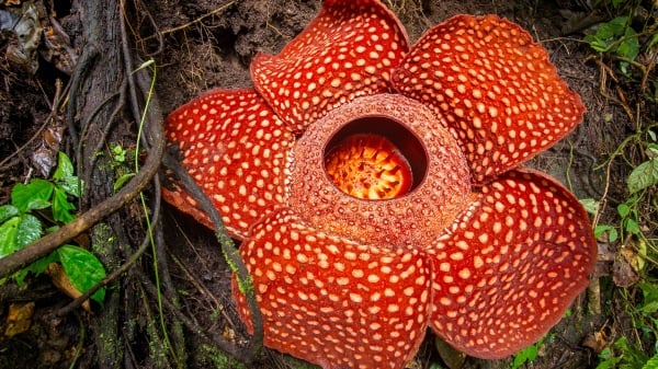 世界上最大的花叫「大王花」(Rafflesia)。