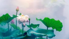 心灵随笔(图)